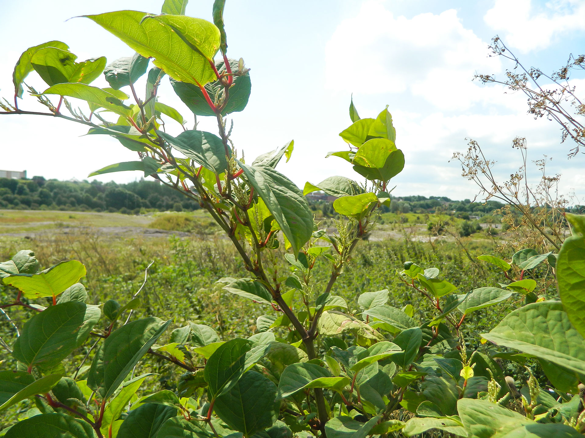 Japanese knotweed
