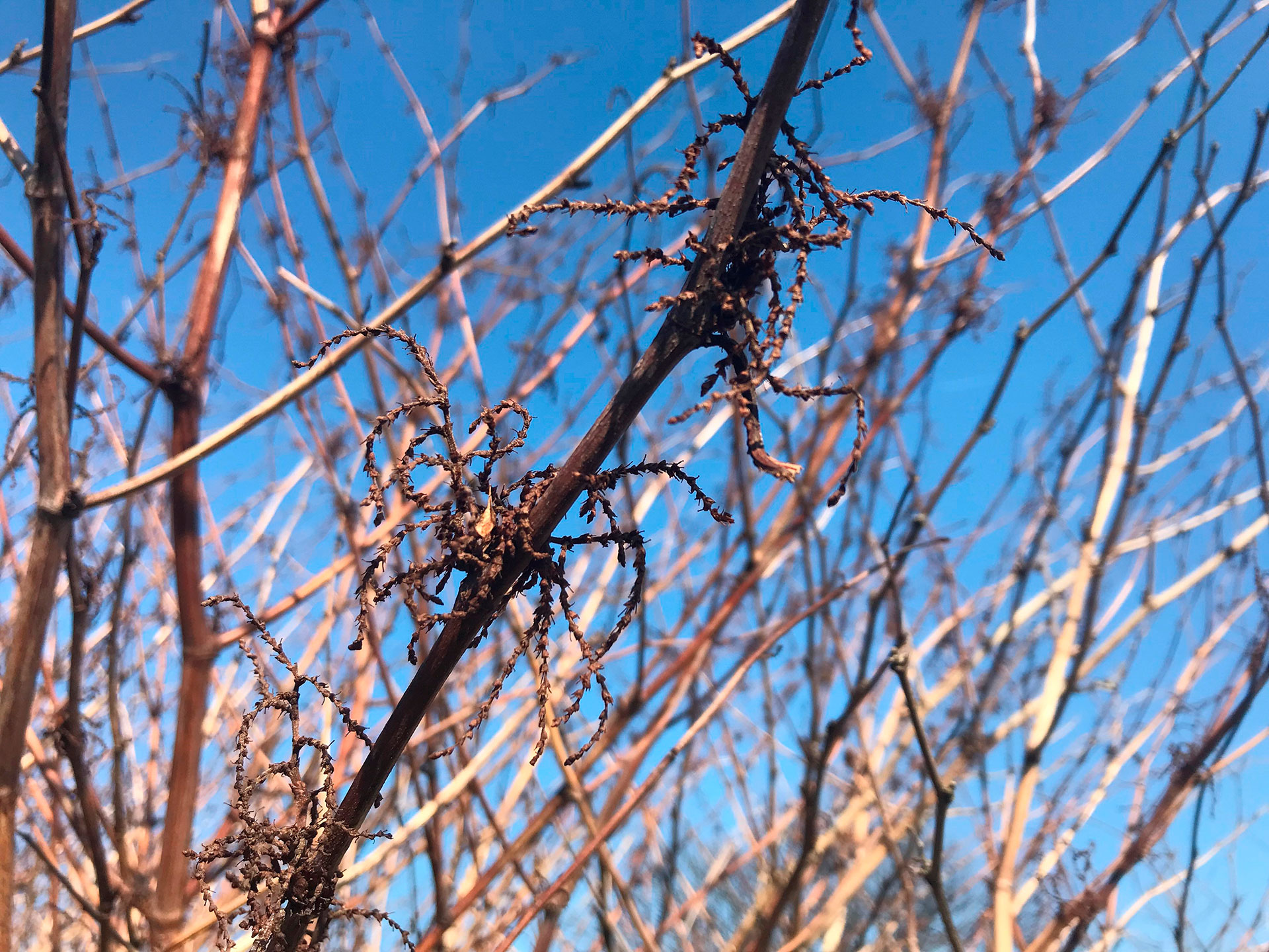 Japanese knotweed - The root of the problem